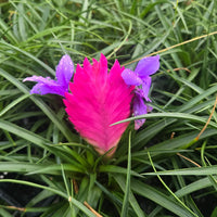 Pink Tillandsia Cyanea Flower seeds for Planting - Vibrant Colors, Heirloom & GMO Free Seeds for Home Garden