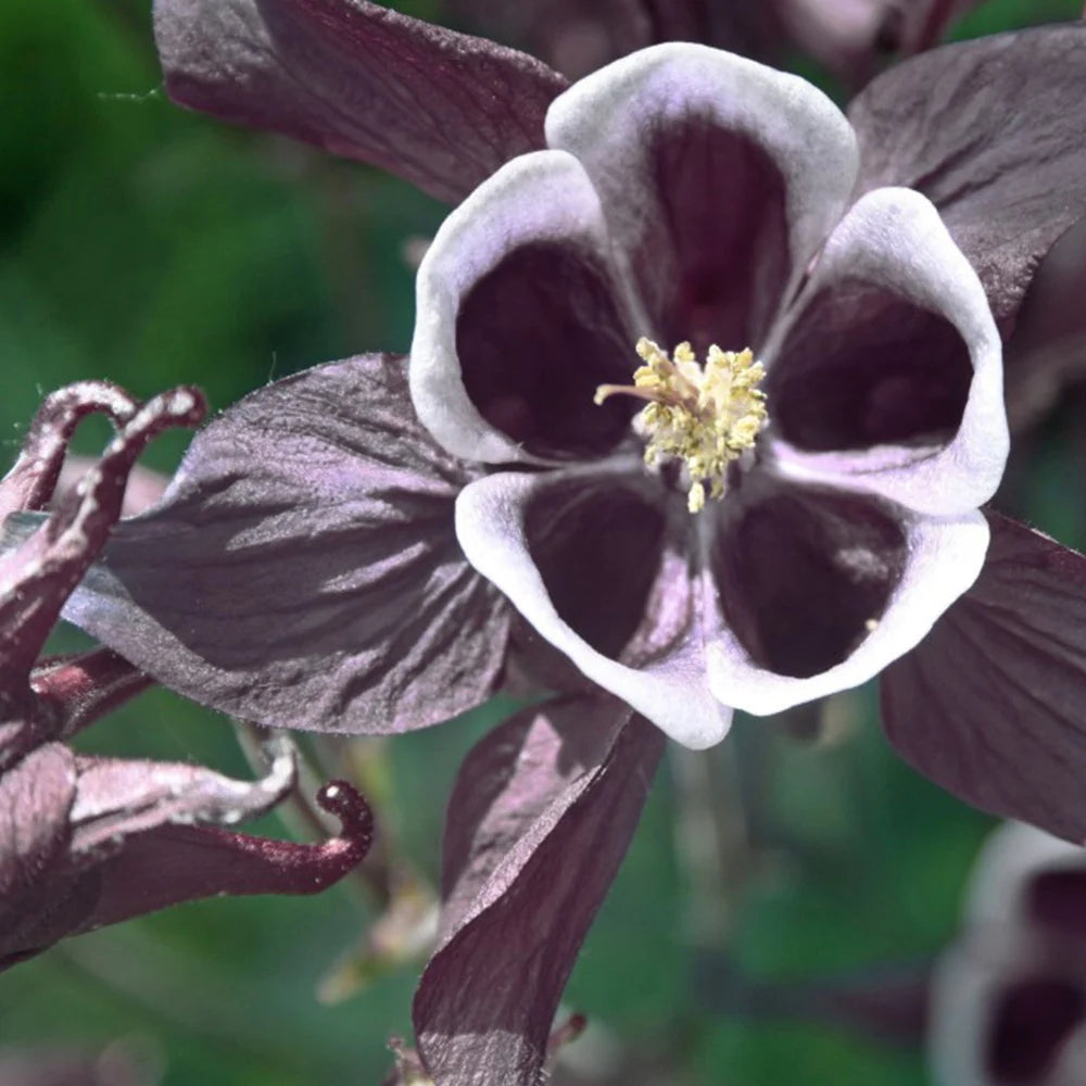 Purple White William Guiness Flower seeds for Planting - Compact Growth, Heirloom & GMO Free Seeds for Home Garden