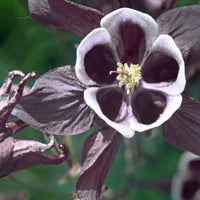 Purple White William Guiness Flower seeds for Planting - Compact Growth, Heirloom & GMO Free Seeds for Home Garden