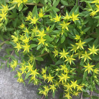 Yellow Stonecrop Flower Seeds Planting