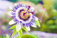 Passionflower Flower seeds for Planting - Drought Tolerant, Heirloom & GMO Free Seeds for Home Garden