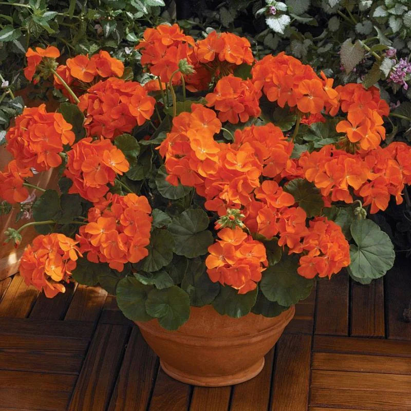 Light Orange Geranium Perennial Flower Seeds for Planting Compact Growth Heirloom & GMO Free Seeds for Home Garden
 
 Sale