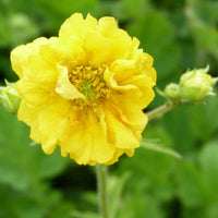 Yellow Avens Sunrise Flower seeds for Planting - Vibrant Colors, Heirloom & GMO Free Seeds for Home Garden