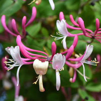Pink White Cape Honeysuckle Flower seeds for Planting - Fragrant Blossoms, Heirloom & GMO Free Seeds for Home Garden