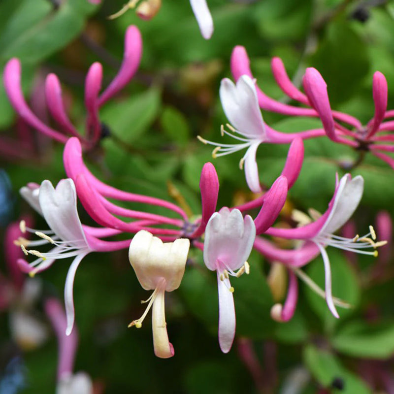 Pink White Cape Honeysuckle Flower seeds for Planting - Fragrant Blossoms, Heirloom & GMO Free Seeds for Home Garden