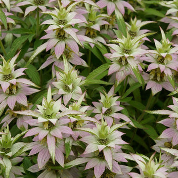 Purple Monarda Punctata Flower seeds for Planting - Shade Tolerant, Heirloom & GMO Free Seeds for Home Garden