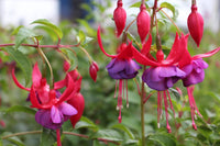 Heirloom Fuchsia Flower seeds for Planting Fragrant Blossoms Heirloom & GMO Free Seeds for Home Garden