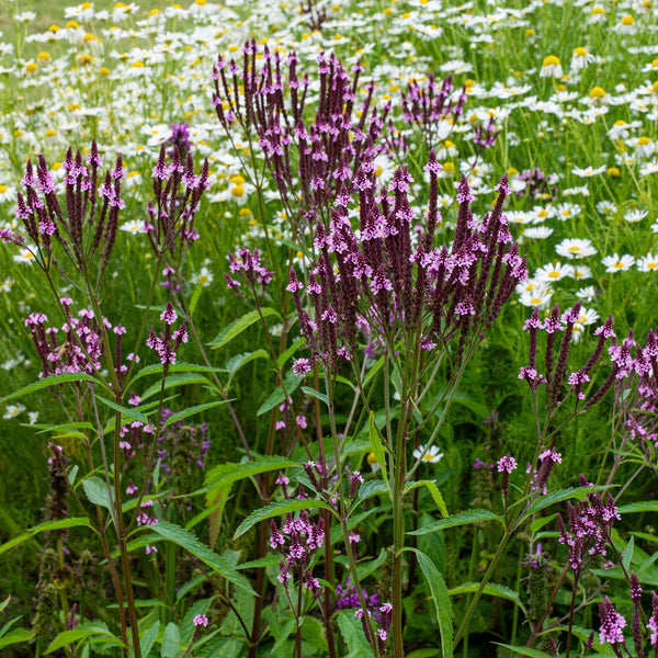 Vervain Hastata Flower seeds for Planting Seasonal Bloomer Heirloom & GMO Free Seeds for Home Garden 
 
 Sale