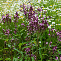 Vervain Hastata Flower seeds for Planting Seasonal Bloomer Heirloom & GMO Free Seeds for Home Garden 
 
 Sale