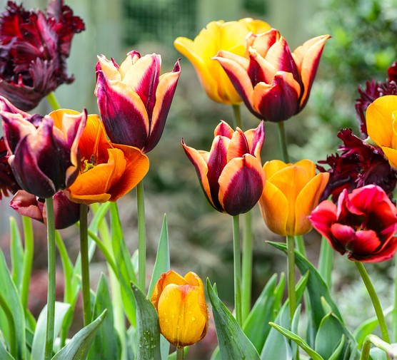 Orange Purple Tulip Flower seeds for Planting Hardy Variety Heirloom & GMO Free Seeds for Home Garden