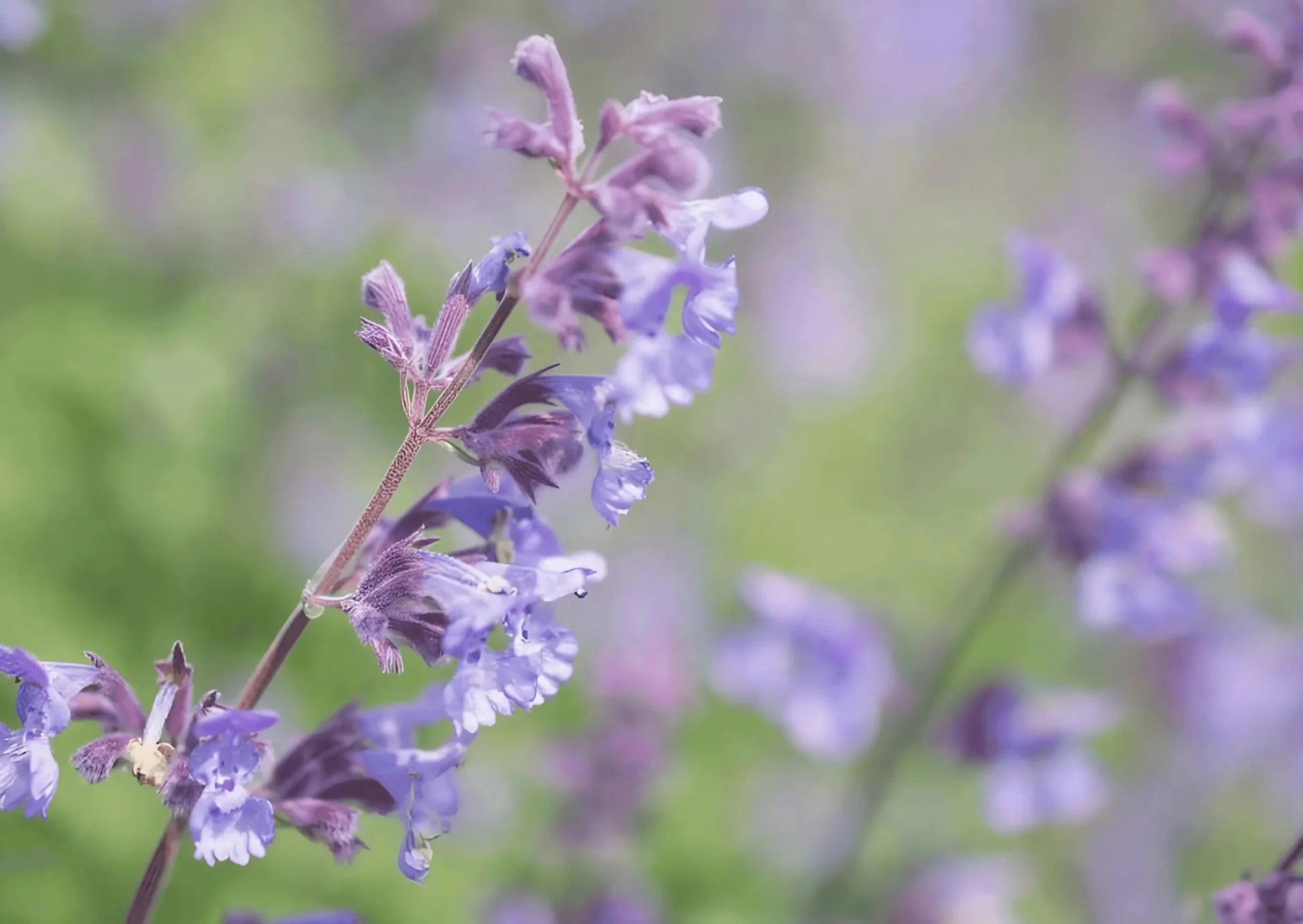 Nepeta Mussinii Flower seeds for Planting Hardy Variety Heirloom & GMO Free Seeds for Home Garden 
 
 Sale