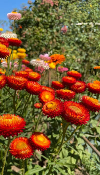 Red Yellow Strawflower Seeds Planting Dried Blooms Flower