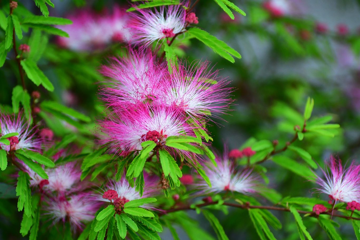 Albizia Flower Seeds, Mimosa Silk Tree Seeds for Flower Pot Plants, DIY Home Garden