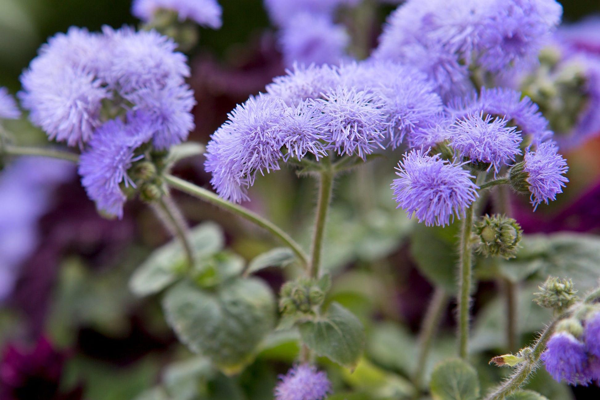 Violet Ageratum Flower seeds for Planting - Seasonal Bloomer, Heirloom & GMO Free Seeds for Home Garden