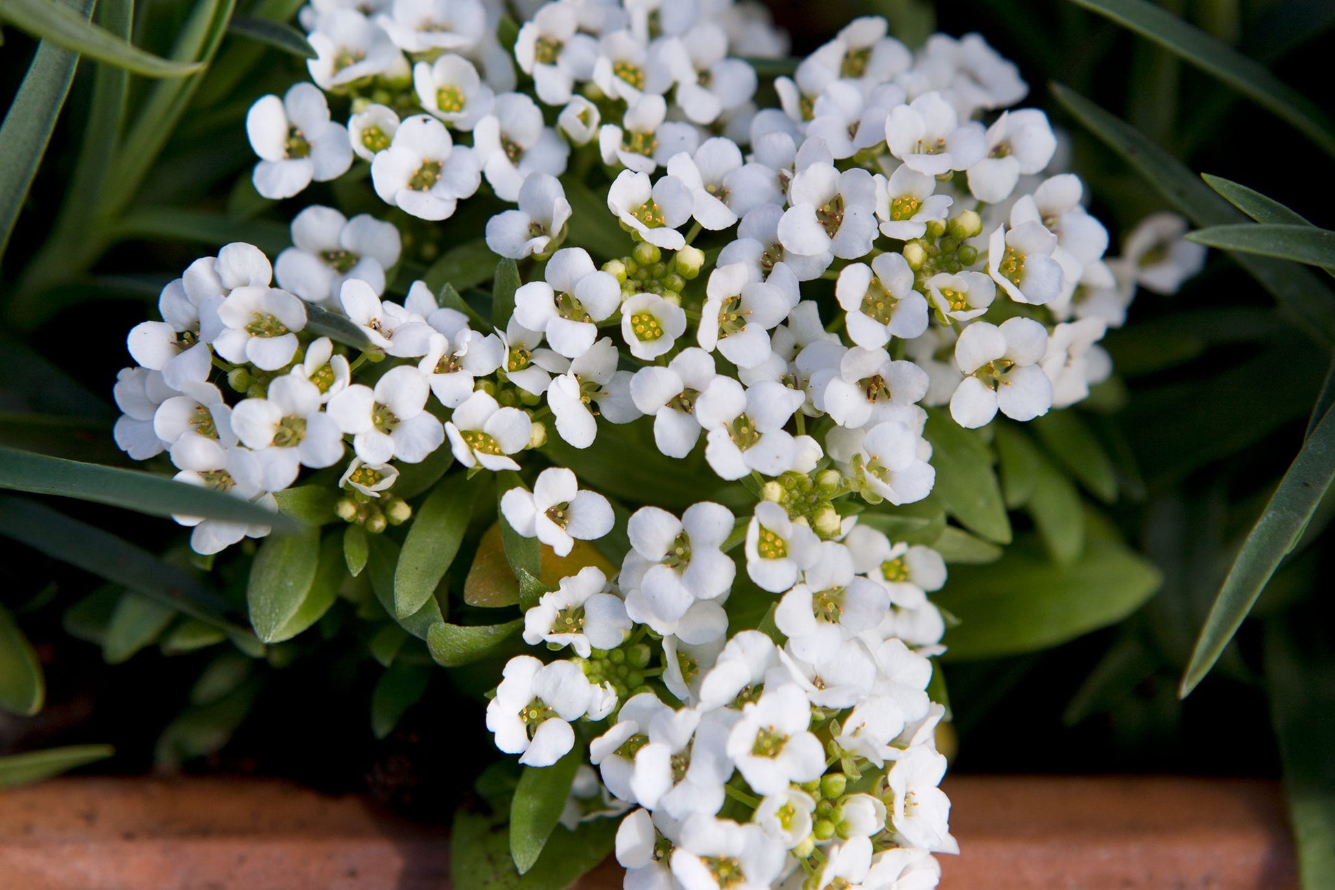 Alyssum Flower seeds for Planting, Bright Blooms Heirloom & GMO Free Seeds for Home Garden