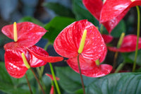 Red White Anthurium for Planting Cut Flower Favorite Heirloom & GMO Free Seeds for Home Garden
 
 Sale