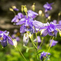 Aquilegia Flower seeds for Planting - Colorful Display, Heirloom & GMO Free Seeds for Home Garden