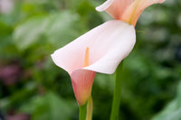 Baby Pink Calla Flower seeds for Planting Easy to Grow Heirloom & GMO Free Seeds for Home Garden