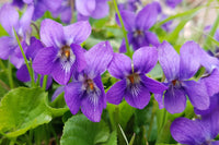 Violet Flower seeds for Planting - Premium Quality, Heirloom & GMO Free Seeds for Home Garden