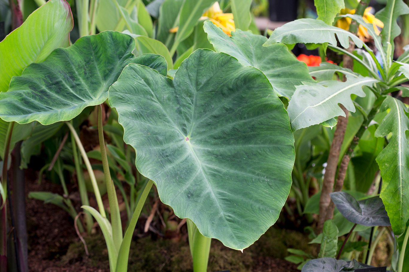 Elephant's Ear Flower seeds for Planting - Long Bloom Season, Heirloom & GMO Free Seeds for Home Garden