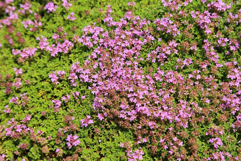 Creeping Thyme Thymus serpyllum Seeds for Planting in Herb Garden & Ground Cover