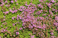 Creeping Thyme Thymus serpyllum Seeds for Planting in Herb Garden & Ground Cover