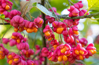 Spindle Flower seeds for Planting Compact Growth Heirloom & GMO Free Seeds for Home Garden