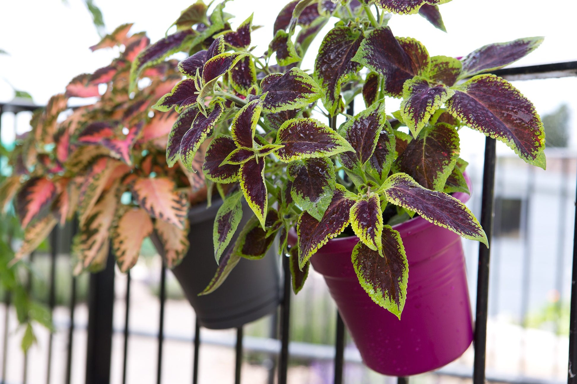 Coleus Jazz Marmor Seeds for Planting flower bed home garden