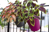 Coleus Jazz Marmor Seeds for Planting flower bed home garden