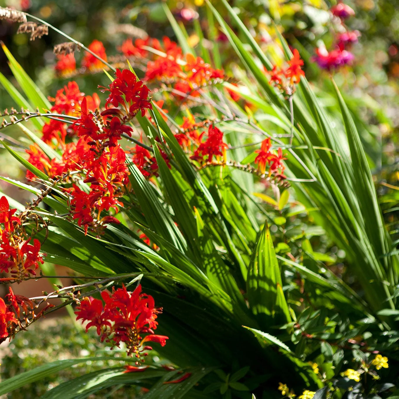 Crocosmia Flower seeds for Planting - Wildflower Mix, Heirloom & GMO Free Seeds for Home Garden