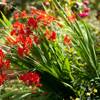 Crocosmia Flower seeds for Planting - Wildflower Mix, Heirloom & GMO Free Seeds for Home Garden