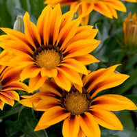 Gazania Red Orange Flower seeds for Planting - Wildflower Mix, Heirloom & GMO Free Seeds for Home Garden