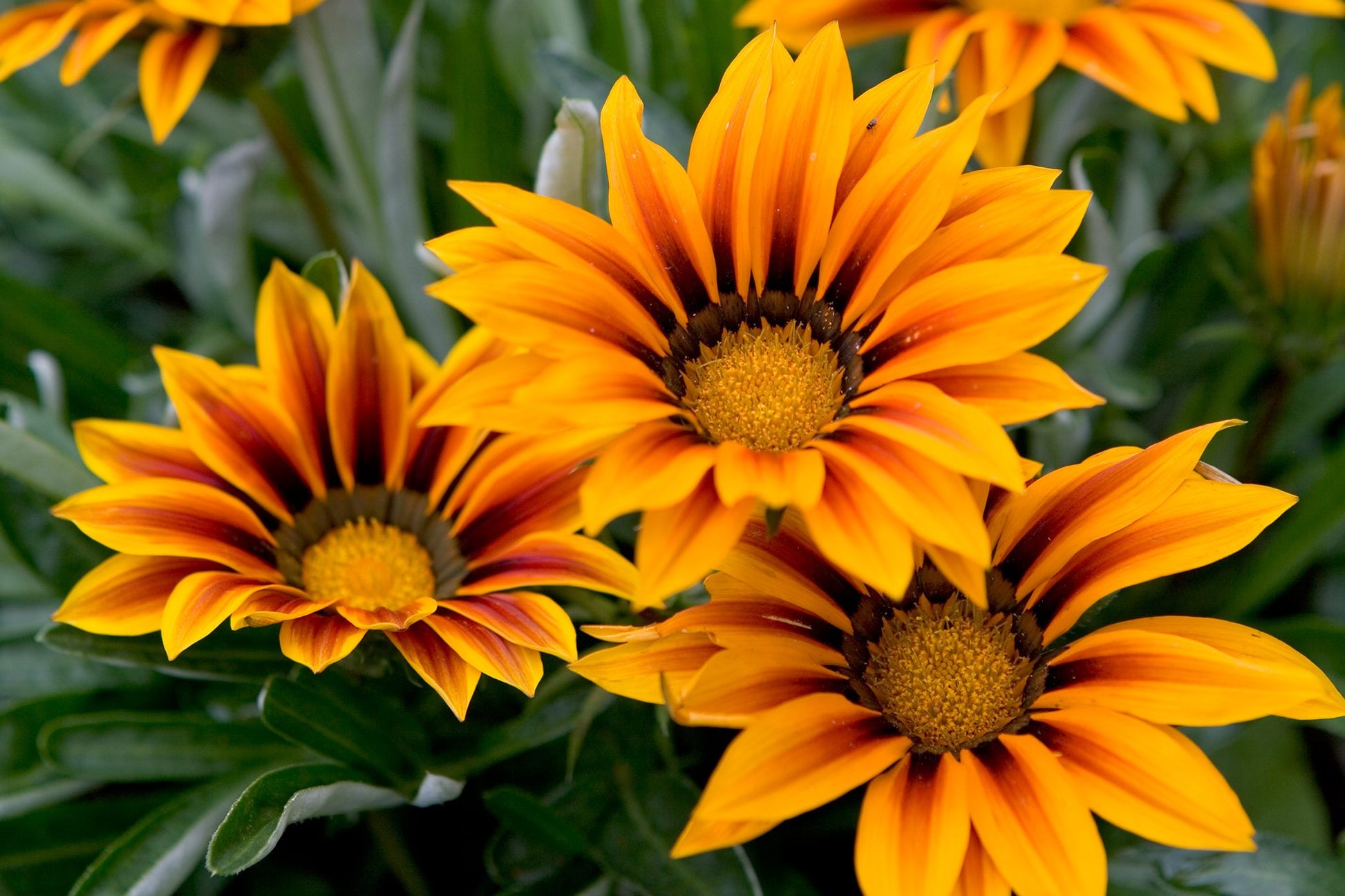 Yellow Red Gazania Rigens Flower Planting  Seeds for Vibrant Blossoms in Your Garden