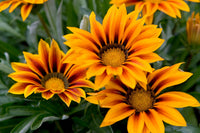 Yellow Red Gazania Rigens Flower Planting  Seeds for Vibrant Blossoms in Your Garden
