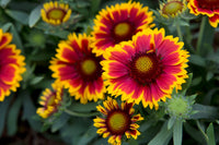 Yellow Red Arizona Flower seeds for Planting Compact Growth Heirloom & GMO Free Seeds for Home Garden
 
 Sale
