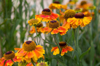 Helenium Flower seeds for Planting Long Bloom Season Heirloom & GMO Free Seeds for Home Garden
