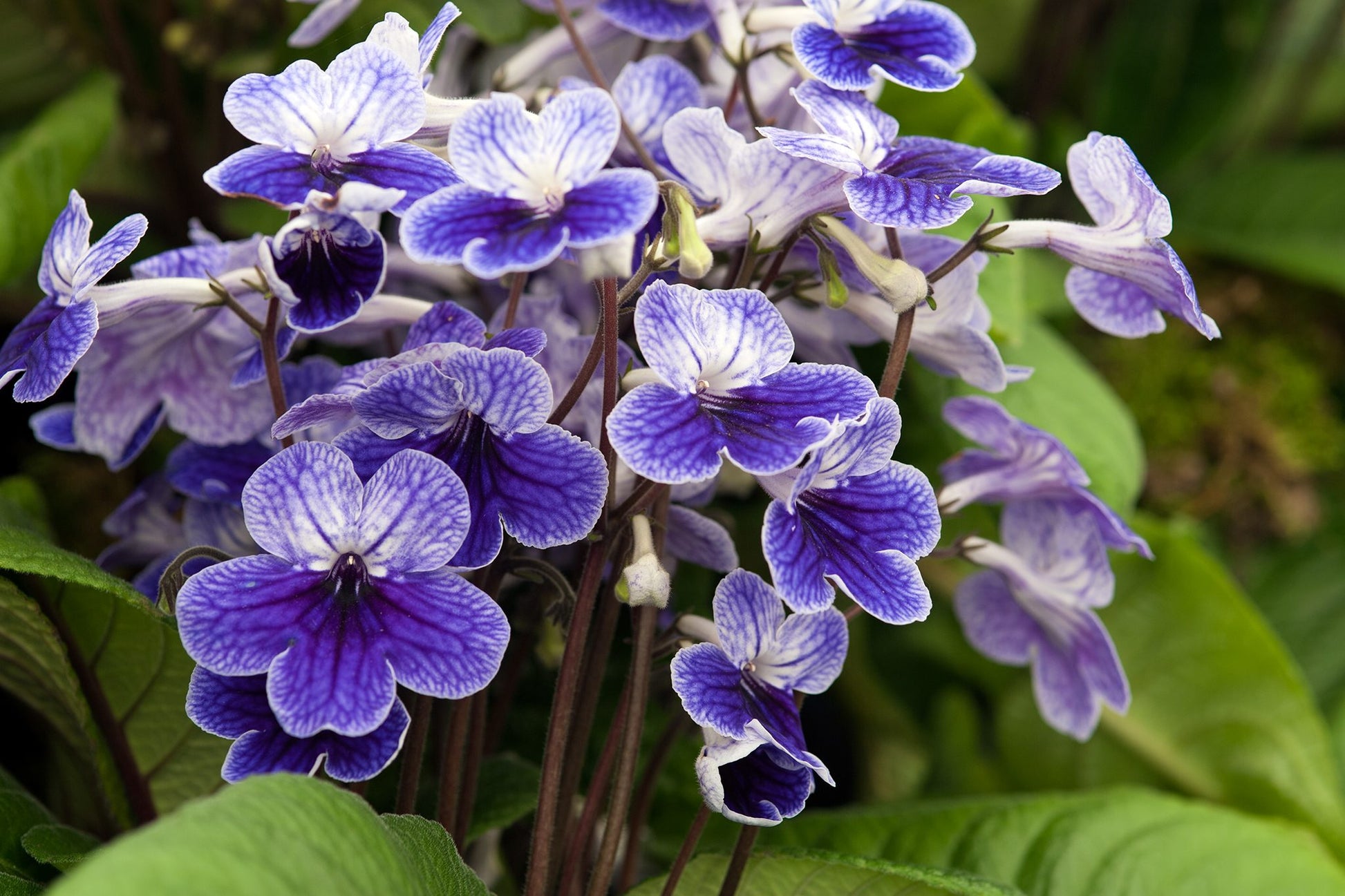 Cape Primrose Seeds for Planting  Vibrant Flower Seeds for Your Garden