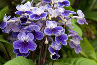 Cape Primrose Seeds for Planting  Vibrant Flower Seeds for Your Garden