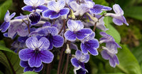 Cape Primrose Seeds for Planting  Vibrant Flower Seeds for Your Garden