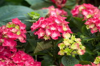 Green Red Hydrangea Flower seeds for Planting - Low Maintenance, Heirloom & GMO Free Seeds for Home Garden