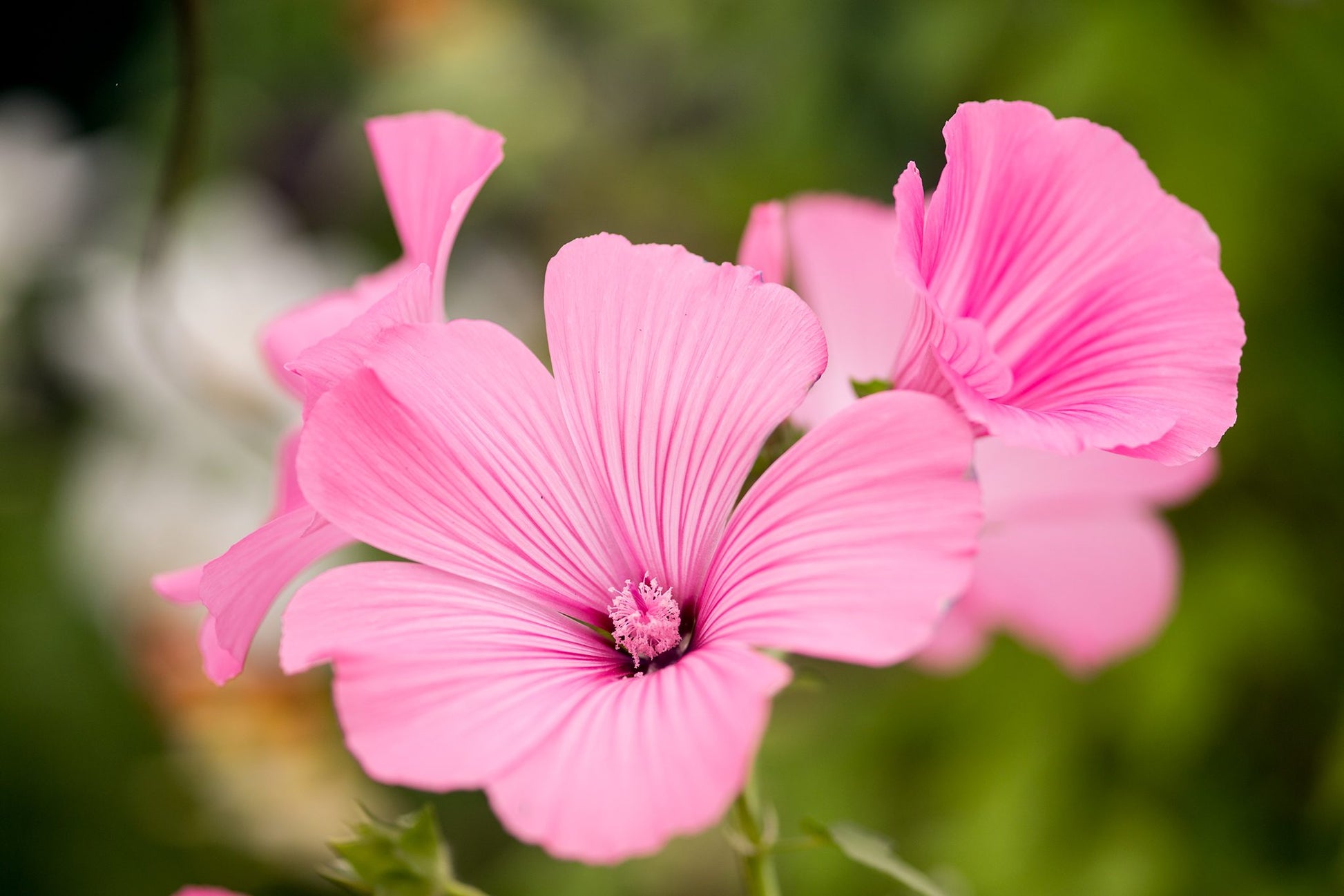 Lavatera Flower seeds for Planting - Low Maintenance, Heirloom & GMO Free Seeds for Home Garden