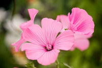 Lavatera Flower seeds for Planting - Low Maintenance, Heirloom & GMO Free Seeds for Home Garden
