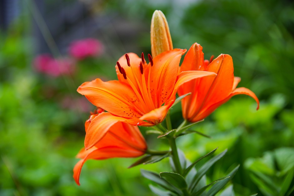 Yellow Red Lilium Flower seeds for Planting - Hardy Variety, Heirloom & GMO Free Seeds for Home Garden