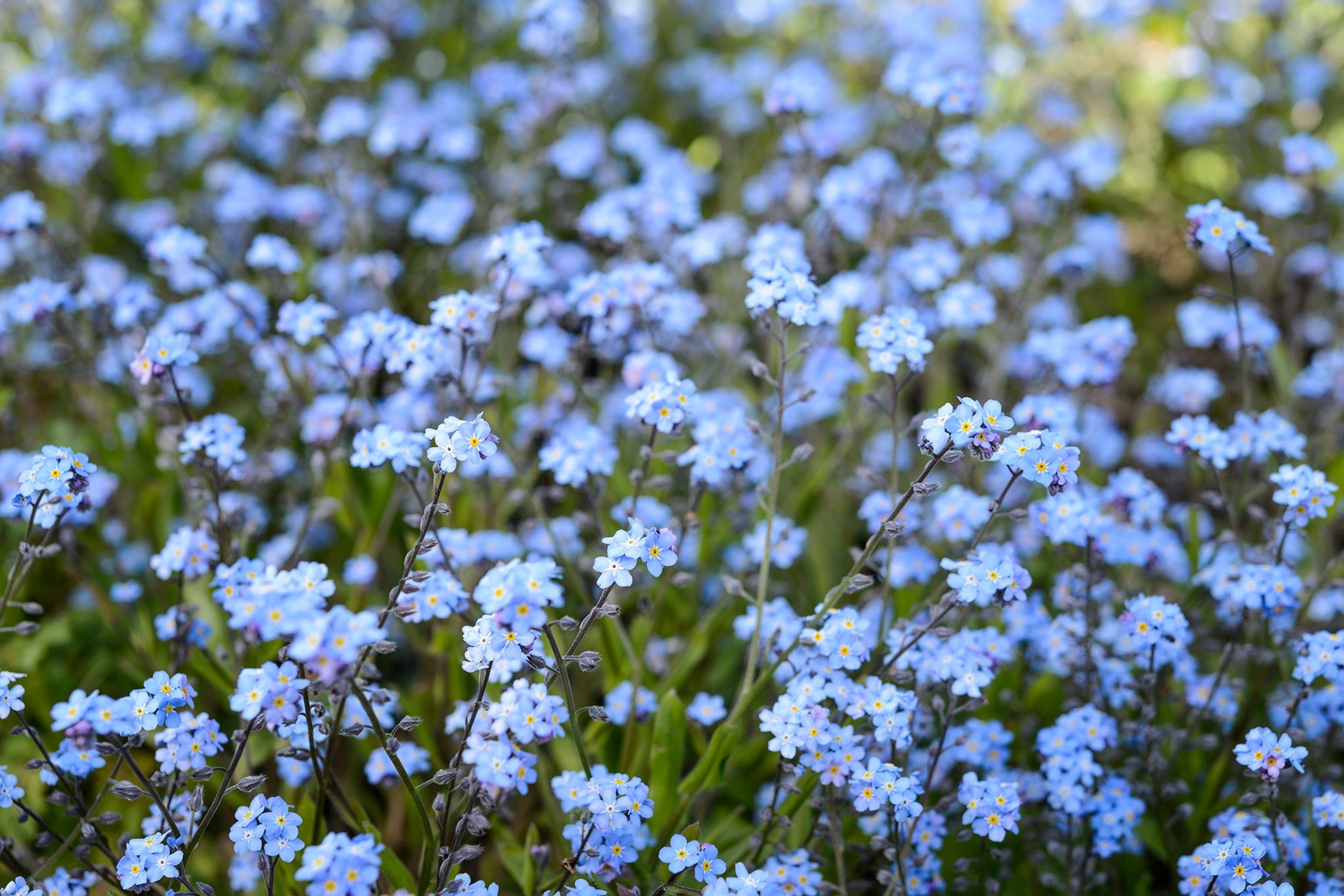 Myosotis Sylvia Flower seeds for Planting Premium Quality Heirloom & GMO Free Seeds for Home Garden