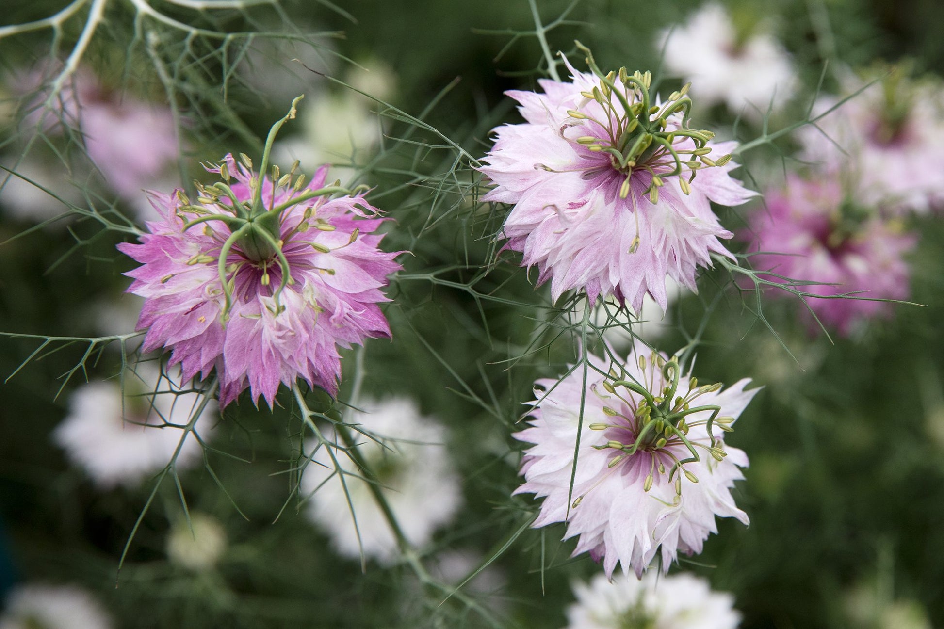 Pink Nigella Damascena Seeds for Planting - Annual Flower Seeds for Spring Gardening