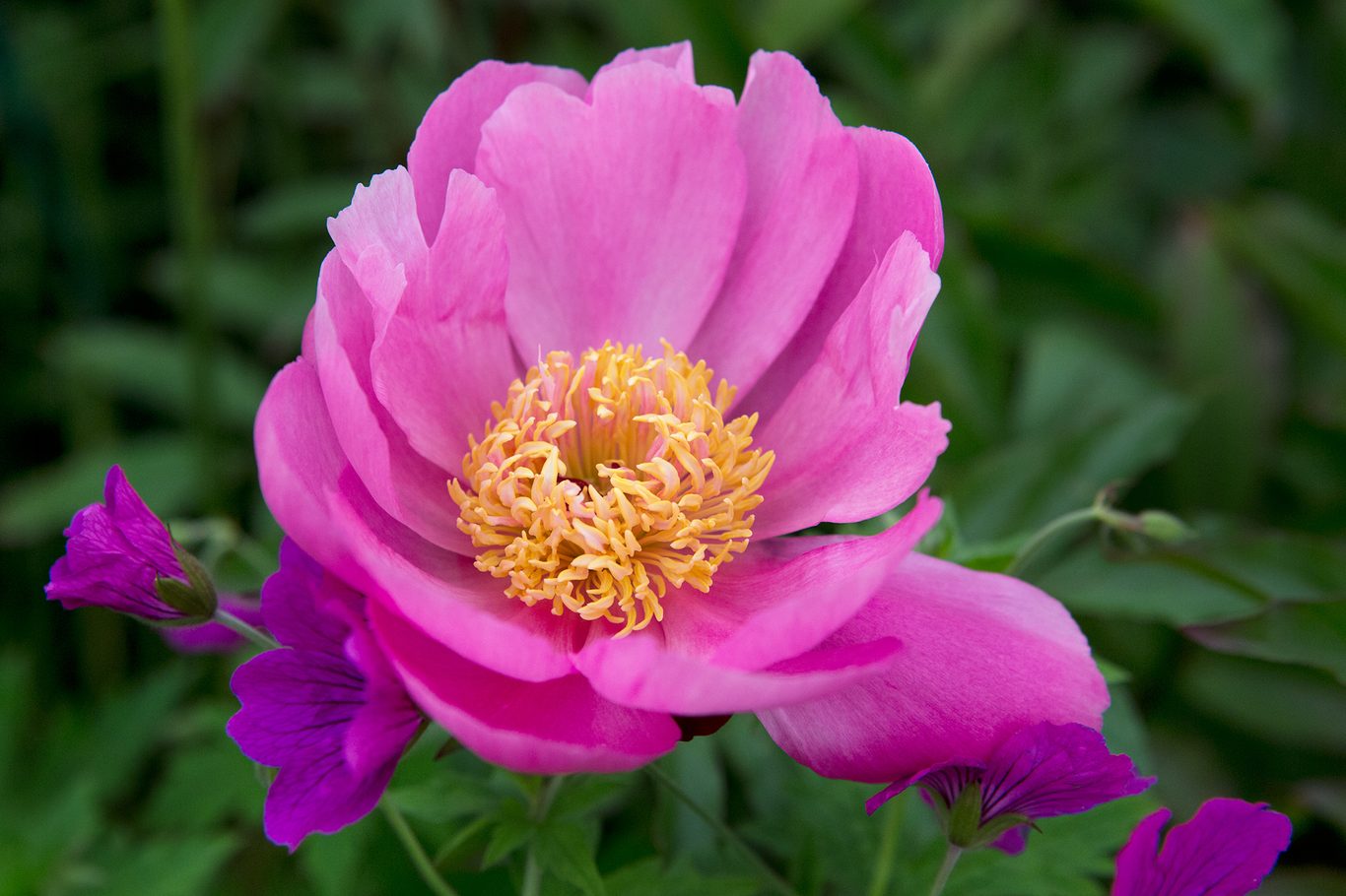Pink Paeonia Lactiflora Flower seeds for Planting Hardy Variety Heirloom & GMO Free Seeds for Home Garden
 
 Sale