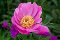 Pink Paeonia Lactiflora Flower seeds for Planting Hardy Variety Heirloom & GMO Free Seeds for Home Garden
 
 Sale