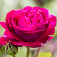 Dark Pink Rose Flower seeds for Planting Hardy Variety Heirloom & GMO Free Seeds for Home Garden 
 
 Sale