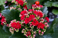 Kalanchoe Blossfeldiana Flower seeds for Planting - Long Bloom Season, Heirloom & GMO Free Seeds for Home Garden