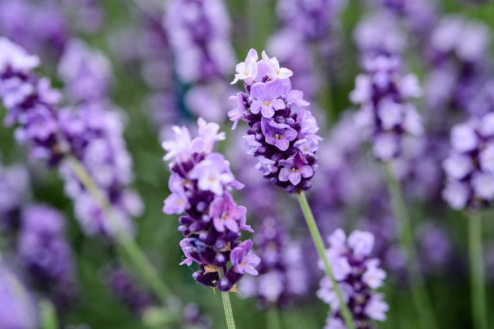 Lamiaceae Flower seeds for Planting Low Maintenance Heirloom & GMO Free Seeds for Home Garden 
 
 Sale